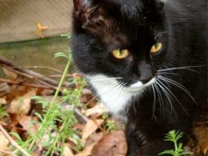 NEKOGET